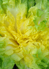 Escarole, 'Matilde'