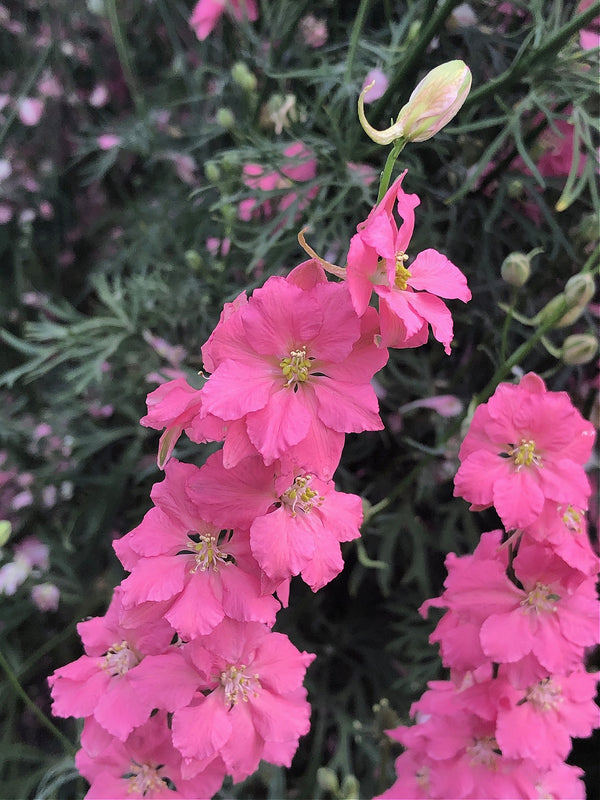 Larkspur, 'Salmon Beauty'