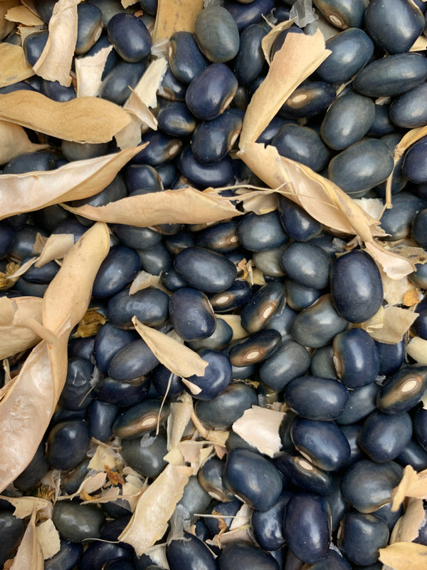 Bean, Pole Dry, 'San Bernardo Blue'