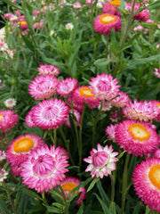 Load image into Gallery viewer, Strawflower, 'Silvery Rose'