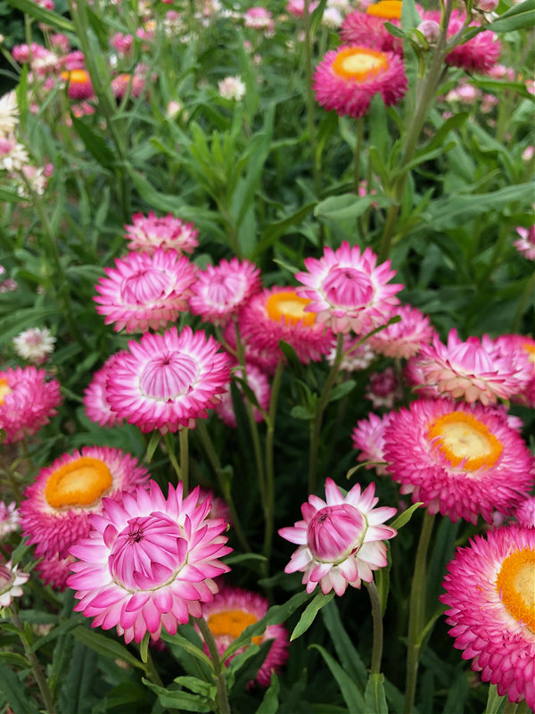 Strawflower, 'Silvery Rose'