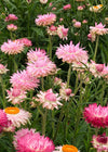 Strawflower, 'Silvery Rose'