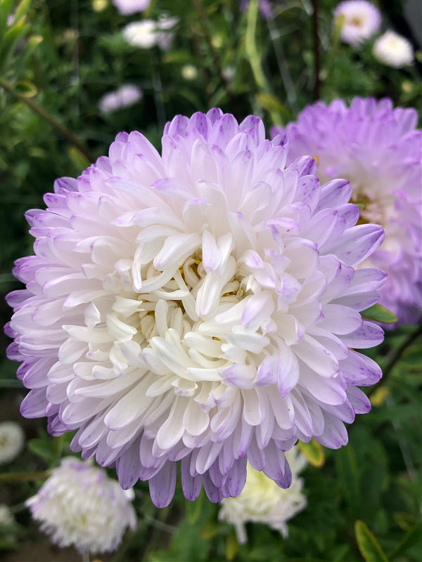 Aster, China, 'Tower Silver'