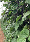Bean, Pole Snap, 'Trionfo Violetto'