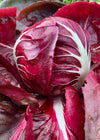 Radicchio (Rosso di Verona), 'Pasqualino'