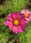 Cosmos, 'Xsenia'