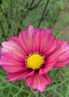 Cosmos, 'Xsenia'