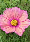 Cosmos, 'Xsenia'