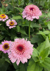 Zinnia, 'Zinderella Lilac'