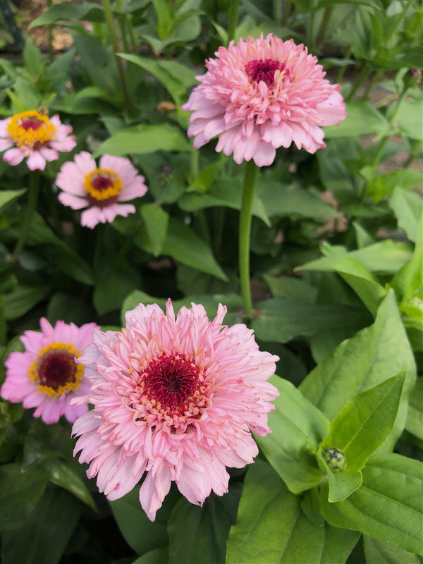 Zinnia, 'Zinderella Lilac'