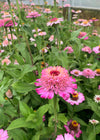 Zinnia, 'Zinderella Lilac'