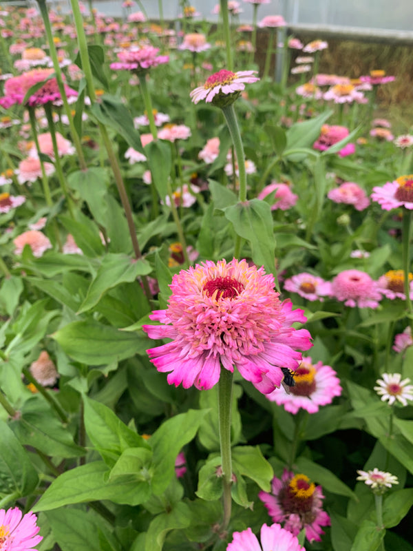 Zinnia, 'Zinderella Lilac'