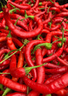 Hot Pepper, 'Aci Sivri'