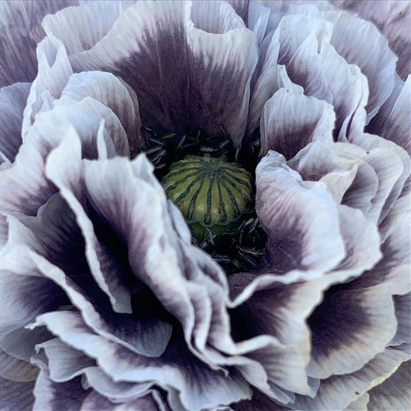 Poppy, Shirley, 'Amazing Grey'