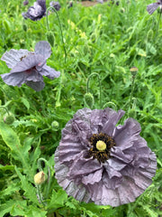 Load image into Gallery viewer, Poppy, Shirley, 'Amazing Grey'