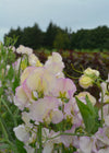 Sweet Pea, 'April in Paris'