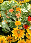 Nasturtium, 'Alaska'