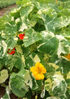 Nasturtium, 'Alaska'