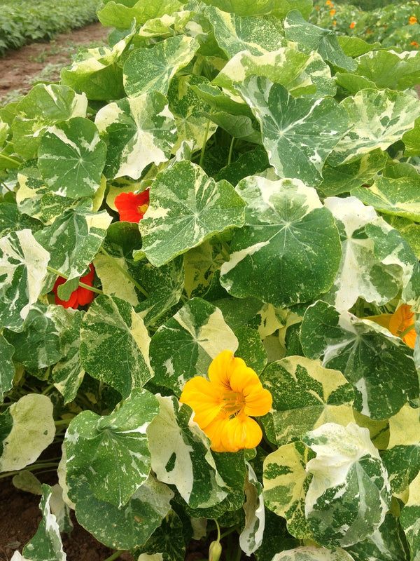 Nasturtium, 'Alaska'