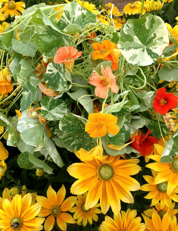 Nasturtium, 'Alaska'