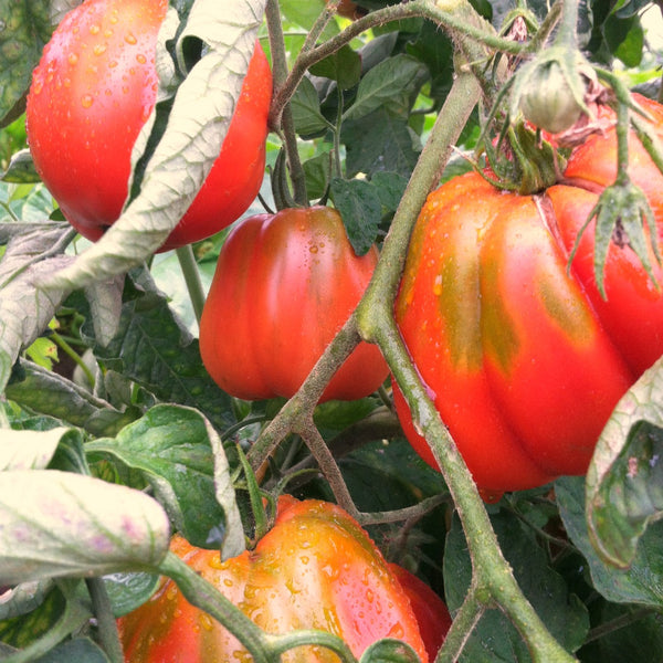 Tomato, 'Cuor di Bue Albenga'