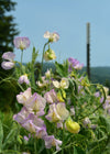 Sweet Pea, 'April in Paris'