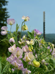 Load image into Gallery viewer, Sweet Pea, 'April in Paris'
