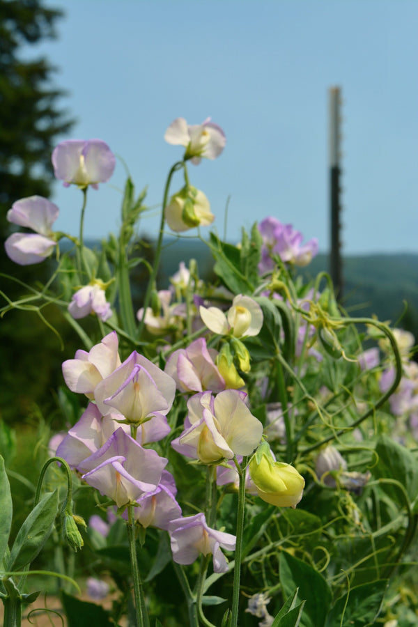 Sweet Pea, 'April in Paris'