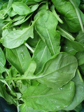 Arugula, 'Astro'