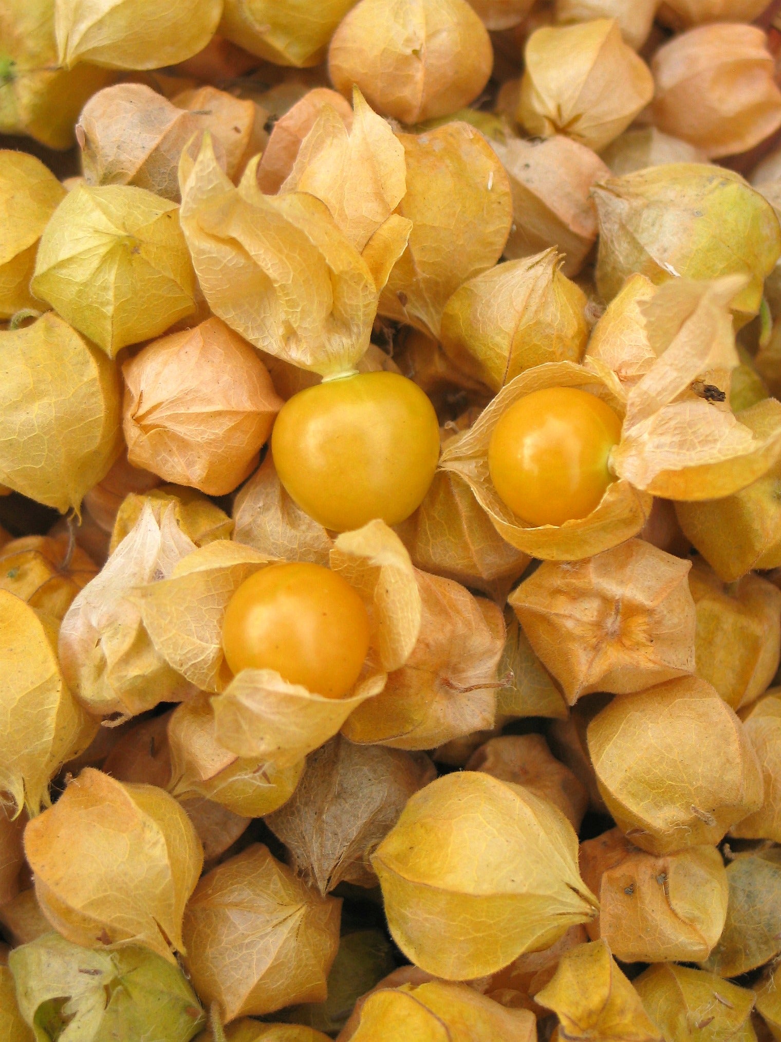 Ground Cherry 'Aunt Molly's'