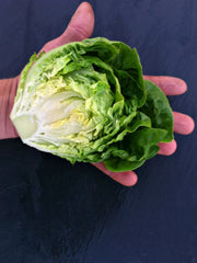 Load image into Gallery viewer, Lettuce, 'Barnwood Gem'