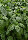 Basil, 'Italian Large Leaf'