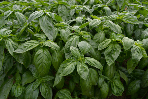 Basil, 'Italian Large Leaf'