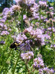 Load image into Gallery viewer, Phacelia, 'Bee's Friend'