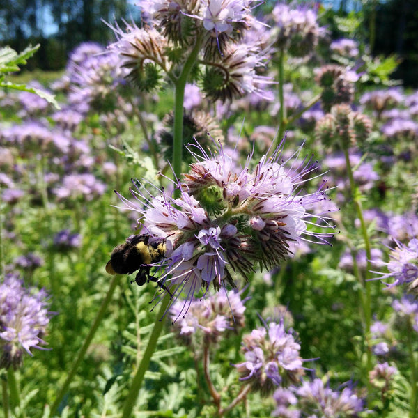 Phacelia, 'Bee's Friend'