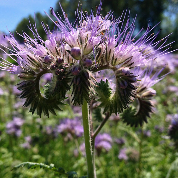 Phacelia, 'Bee's Friend'