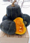 Winter Squash, 'Bitterroot Buttercup'