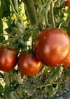 Tomato, 'Black Prince'