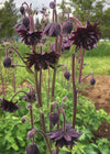 Columbine, 'Black Barlow'