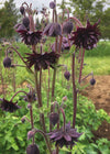 Columbine, 'Black Barlow'