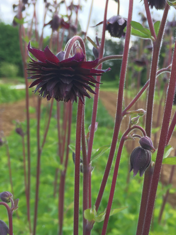 Columbine, 'Black Barlow'