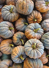 Winter Squash, 'Black Futsu'