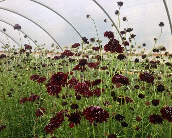 Scabiosa, 'Black Knight'