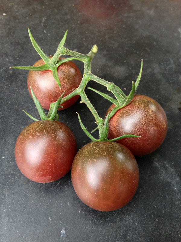 Tomato, 'Black Cherry'