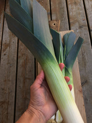 Load image into Gallery viewer, Leek, 'Blaugruner Avano'