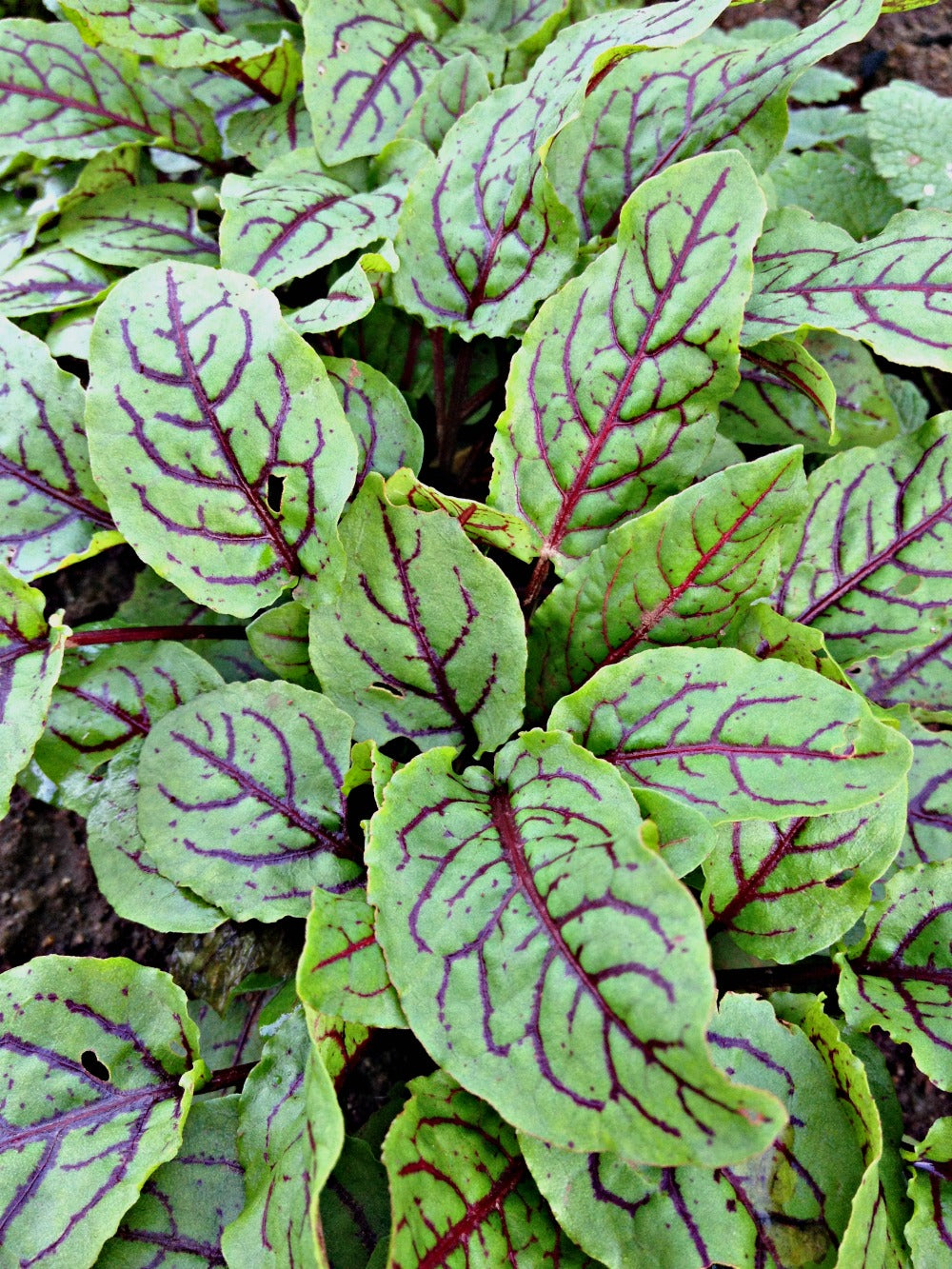 Blood Sorrel