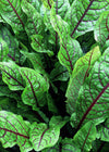 Blood Sorrel