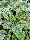 Blood Sorrel