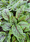 Blood Sorrel