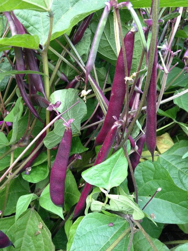 Bean, Bush Snap, 'Blooming Prairie'